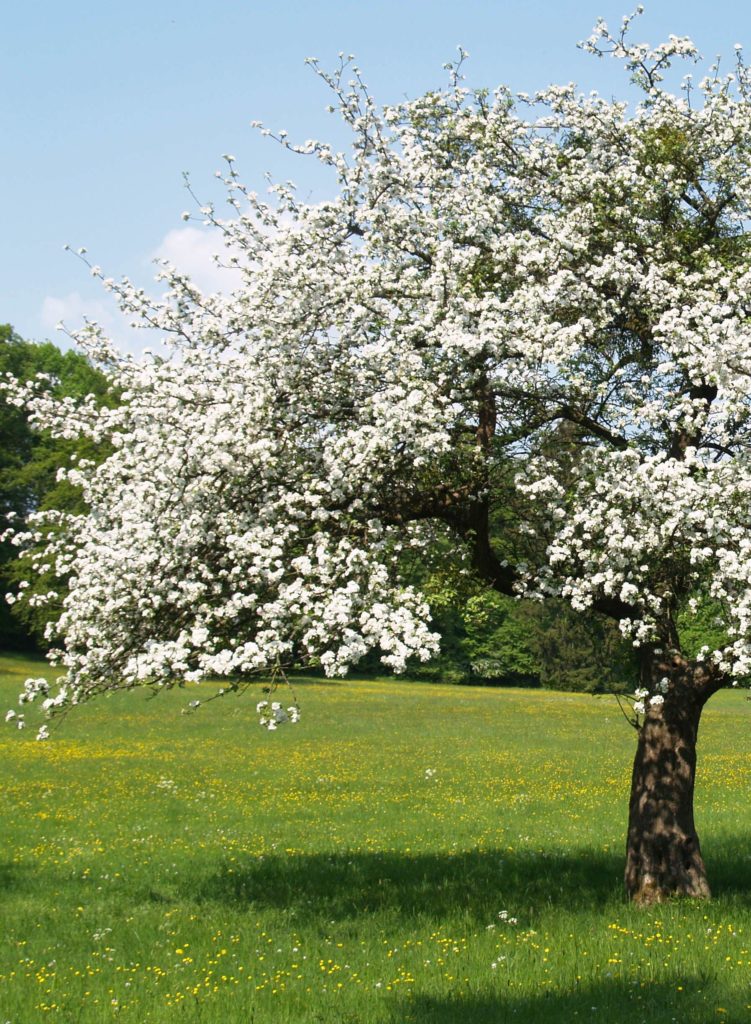 Blühender Hochstamm