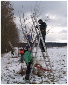 Ausbildung-Obstbaumpflege