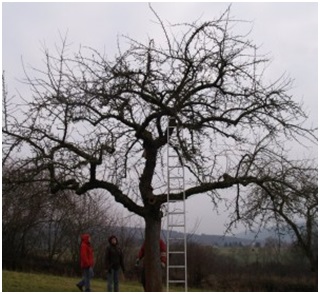 Obstbaumschnitt-Kurse